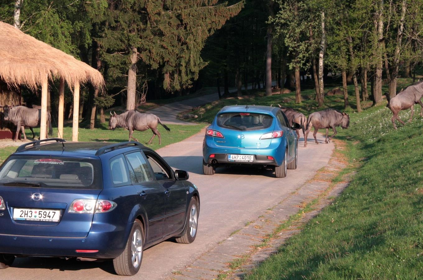 Na safari vlastním autem - unikátní zážitek pro každého poprvé v České republice