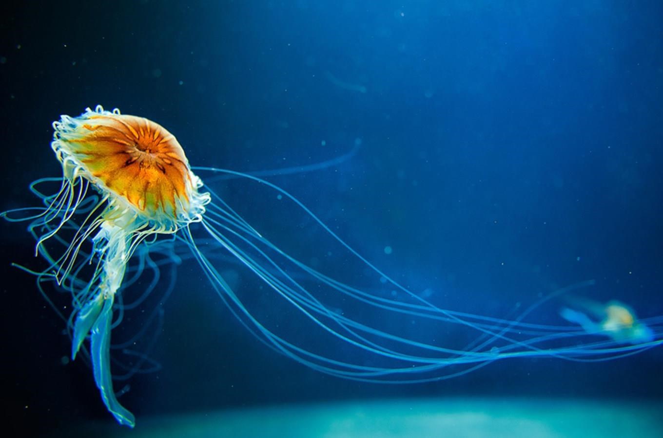 Svět Medúz Arkády Pankrác – největší medúzárium v Evropě