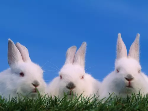 Závody obrích králíku již patrí tradicne k oslavám Velikonoc ve stredu metropole