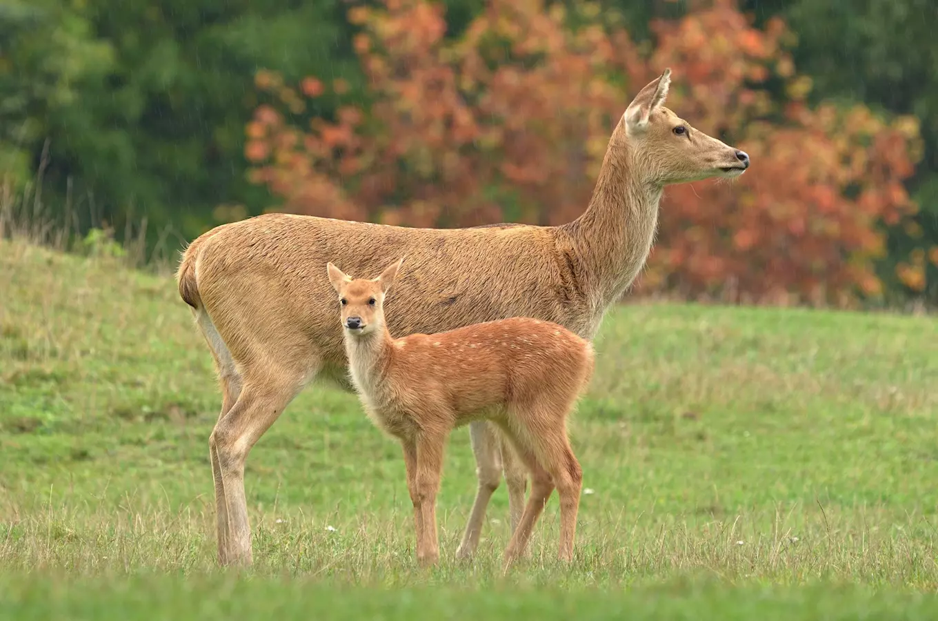 V ostravské zoo uvidíte mláďata vzácných jelenů barasinga