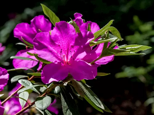 Kvetoucí rododendrony lákají k návštěvě Průhonického parku