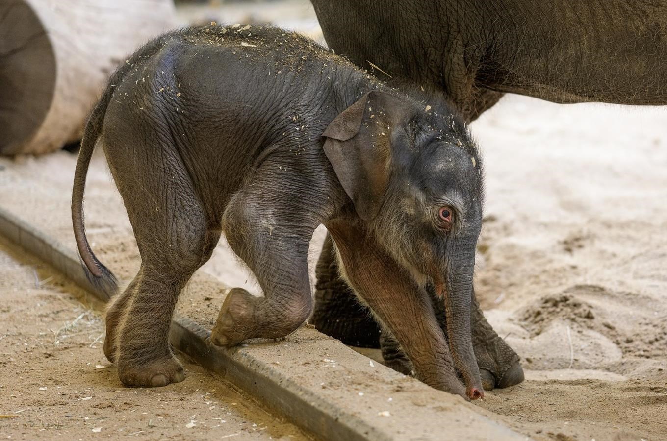 Malá sloní samička ze Zoo Praha pije od matky mléko