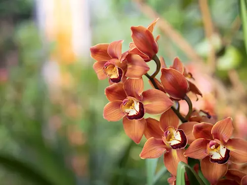 Orchideje – šesti světadílů v Botanické zahradě Praha