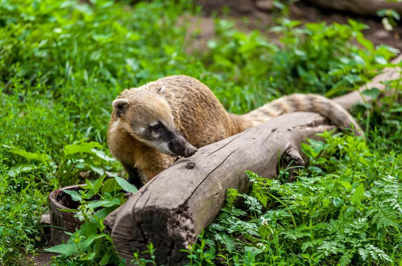 Vydejte se v doprovodu zkušeného průvodce objevovat tajemství večerního života v Zoo Praha