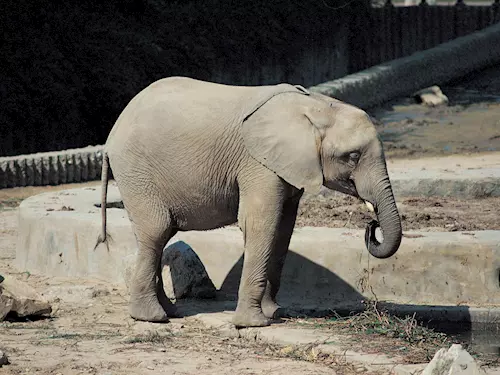 Slon Baby prišel do pražské zoo v cervenci 1933