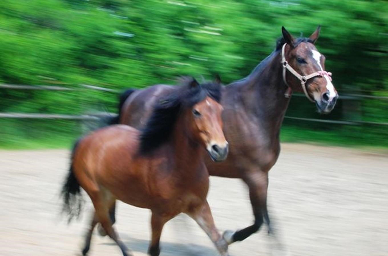 Útulek pro koně S.O.S. Život pro koně v Mířkově u Horšovského Týna