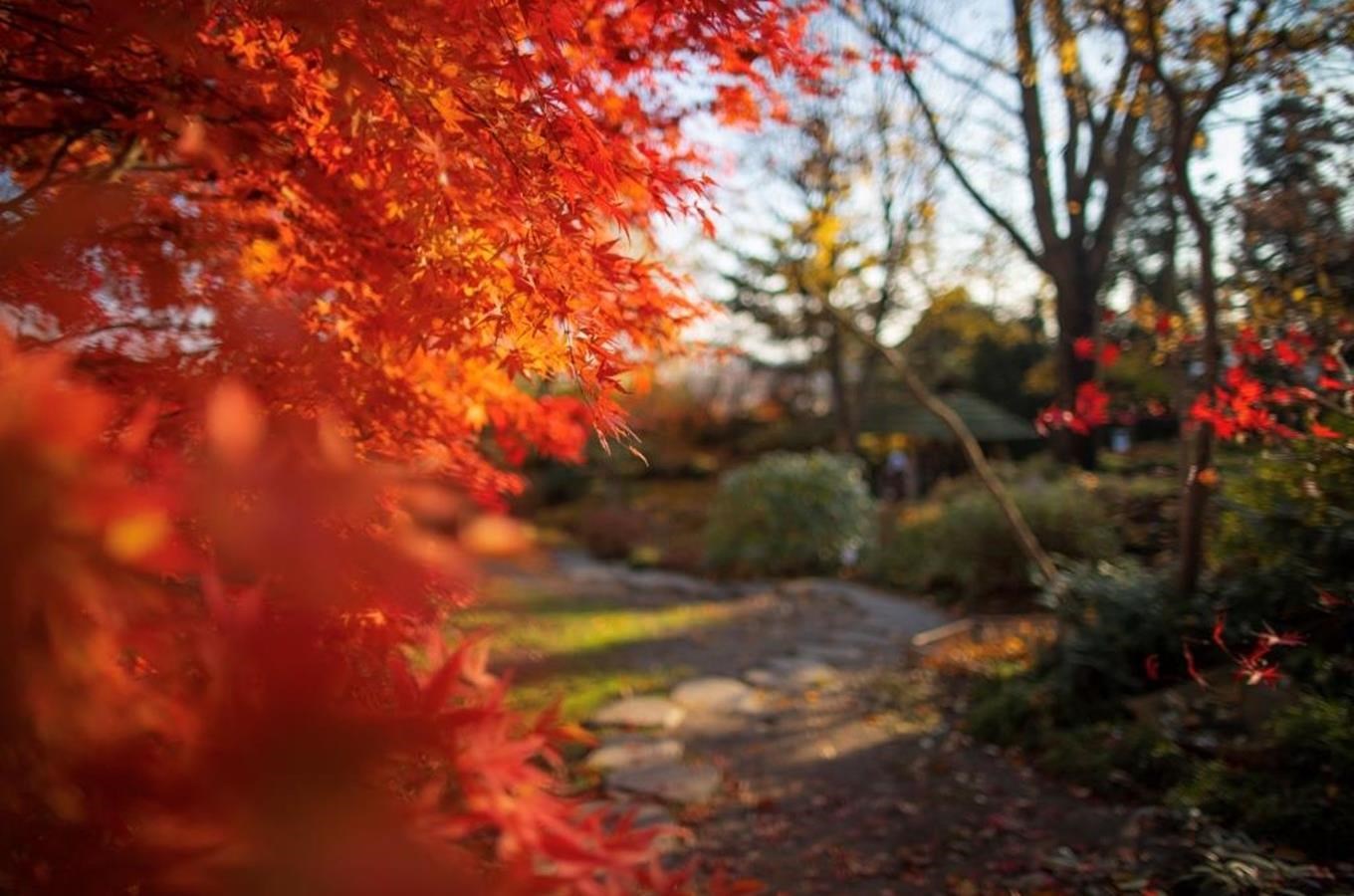 Podzim ve venkovních expozicích trojské botanické zahrady - zrušeno
