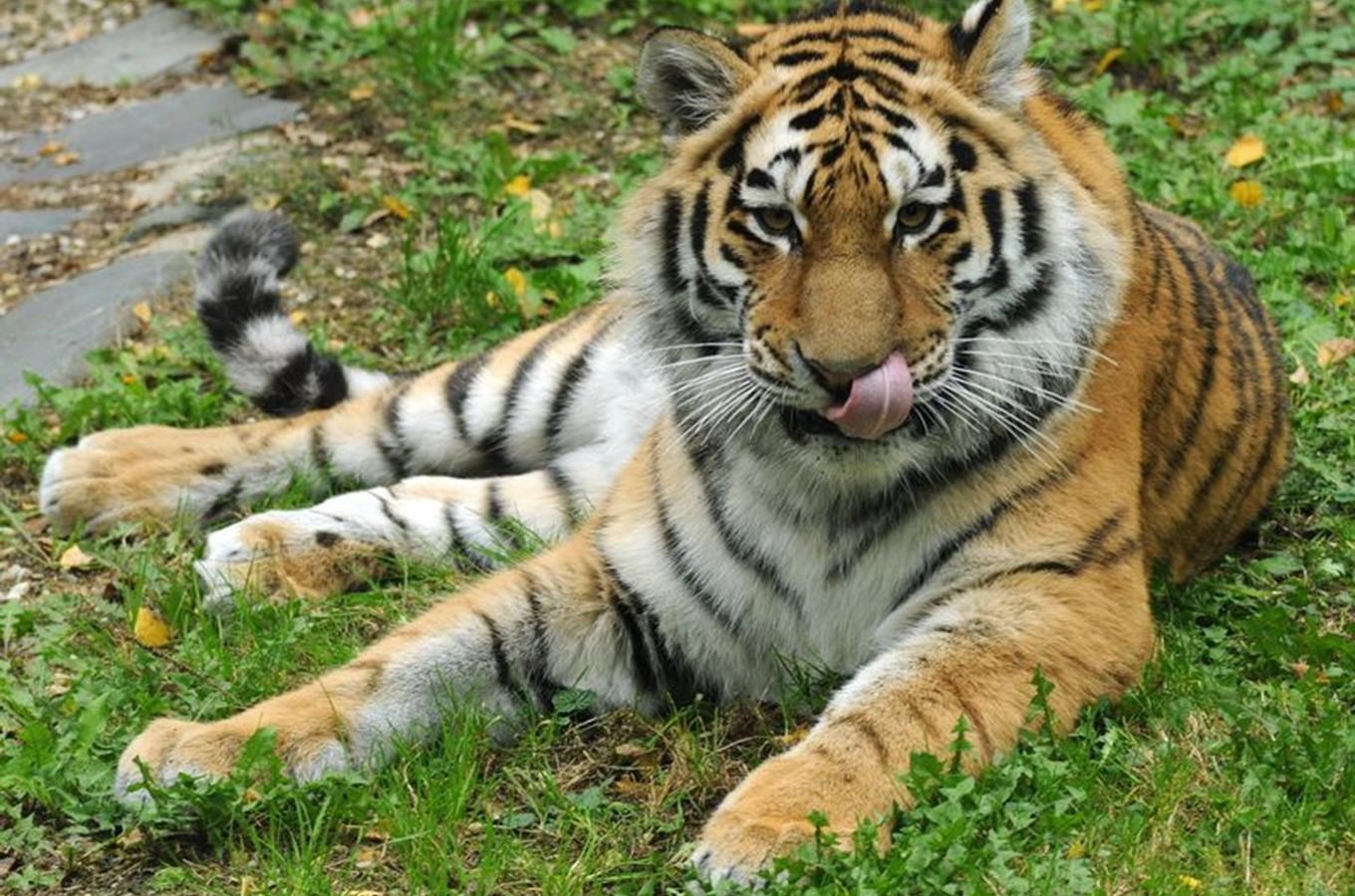 Zoo Olomouc se stala novým domovem tygřice Betty