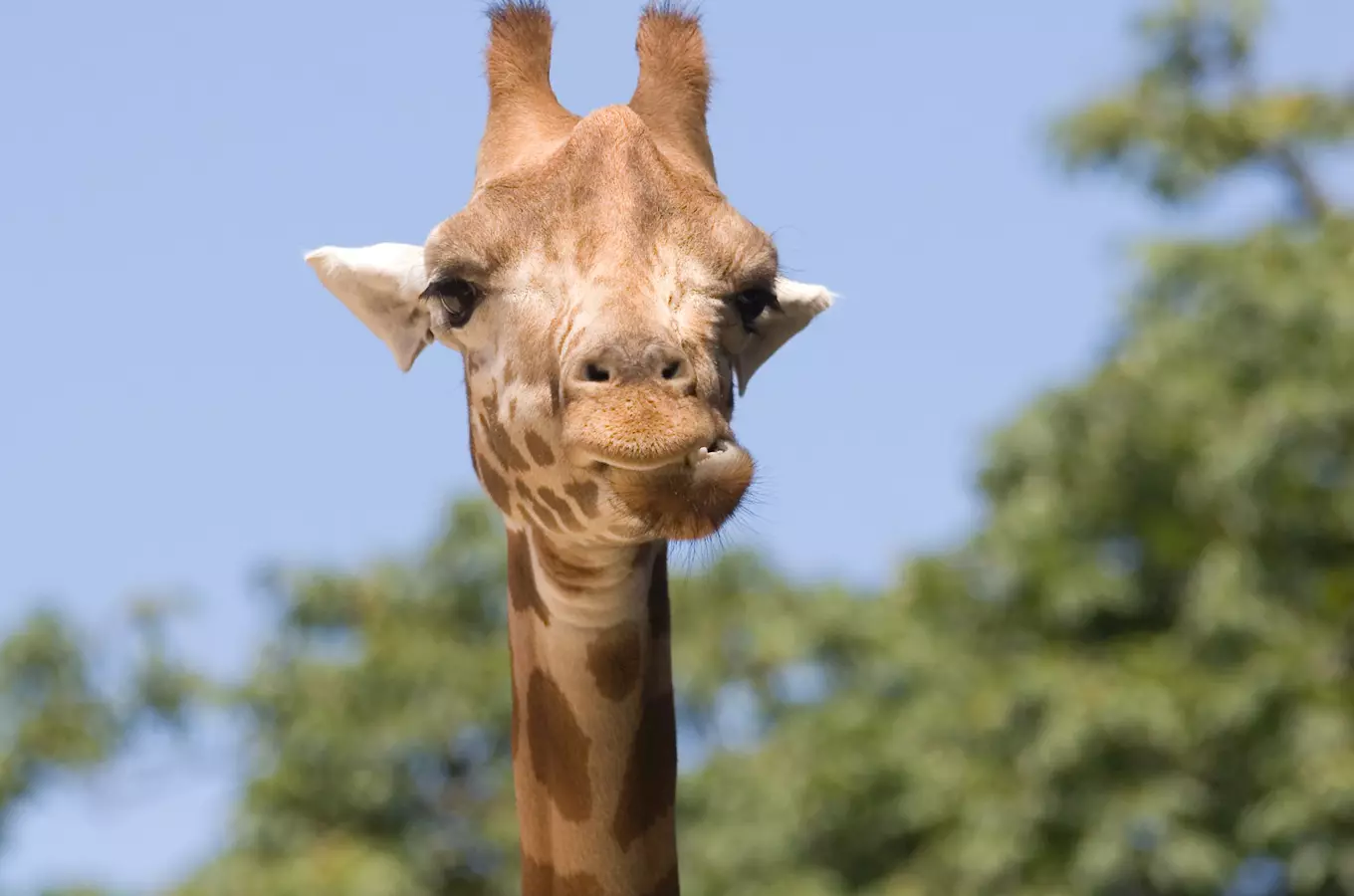 Ve zlínské zoo se narodilo žirafí mládě a platí nižší vstupné