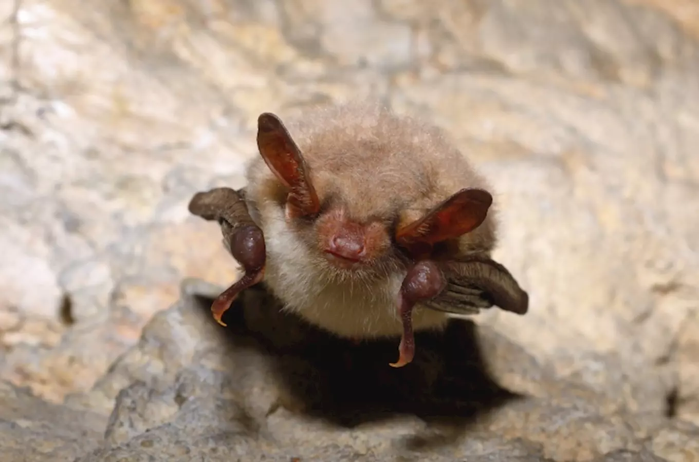 Mezinárodní noc pro netopýry představí ukázky odchytu a prezentace živých netopýrů v klášteře Kladru