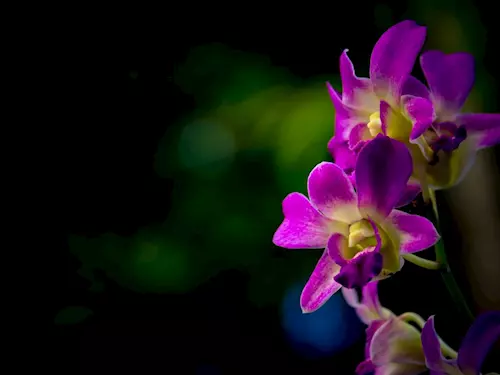 Orchideje ve skleníku Fata Morgana: doprovodný program
