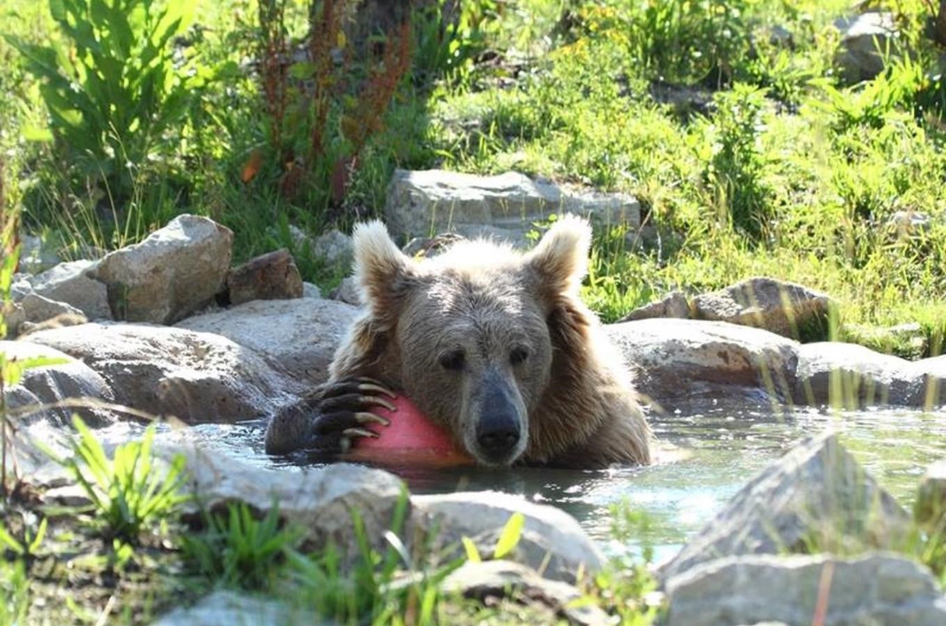 Zoo Ohrada chová jedinou chovnou skupinu medvědů plavých ve střední a západní Evropě