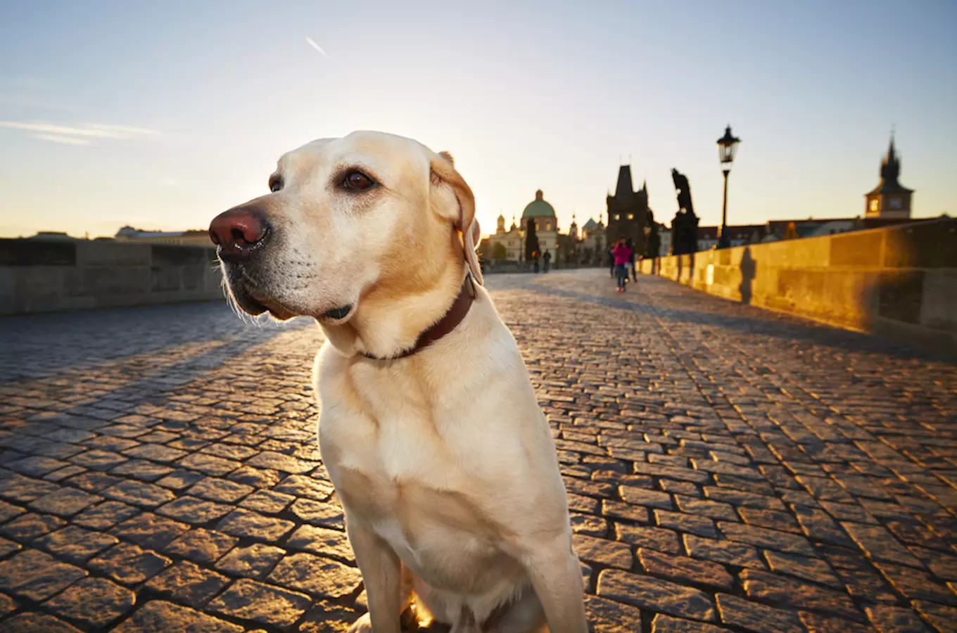 Procházky se psy v Praze, na hradech a zámcích a v zoo