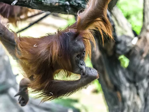 Mezinárodní den orangutanů v Zoo Praha
