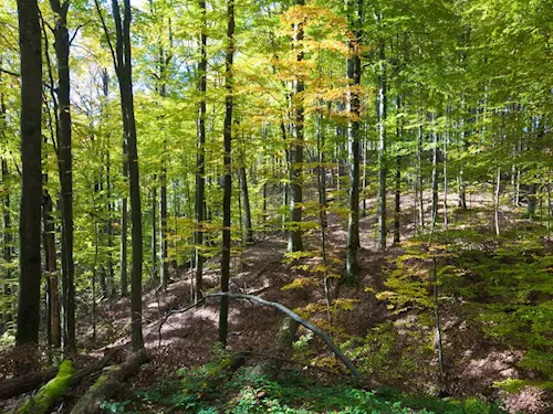 Přírodní rezervace Buglata v Blanském lese