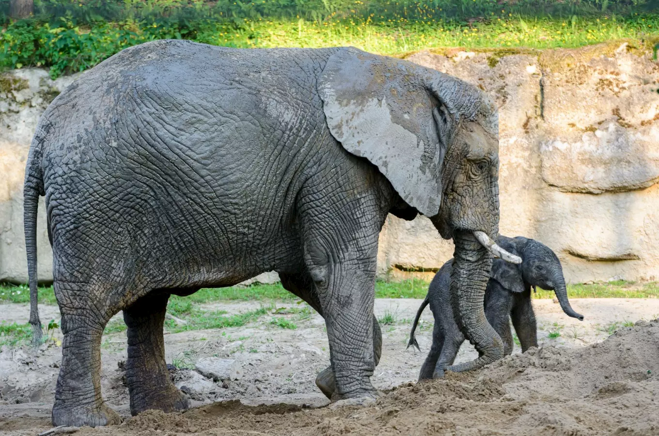 Zoologické zahrady lákají na jarní návštěvu: potěší vás rozverná mláďata