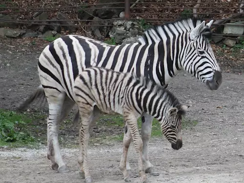 Mláde zebry v Zoo Jihlava