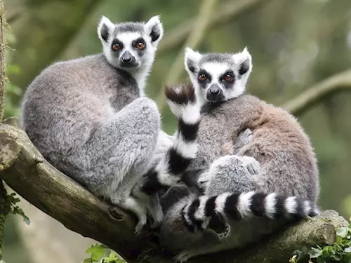 Lemuri se v zoo Jihlava chlubí mládaty
