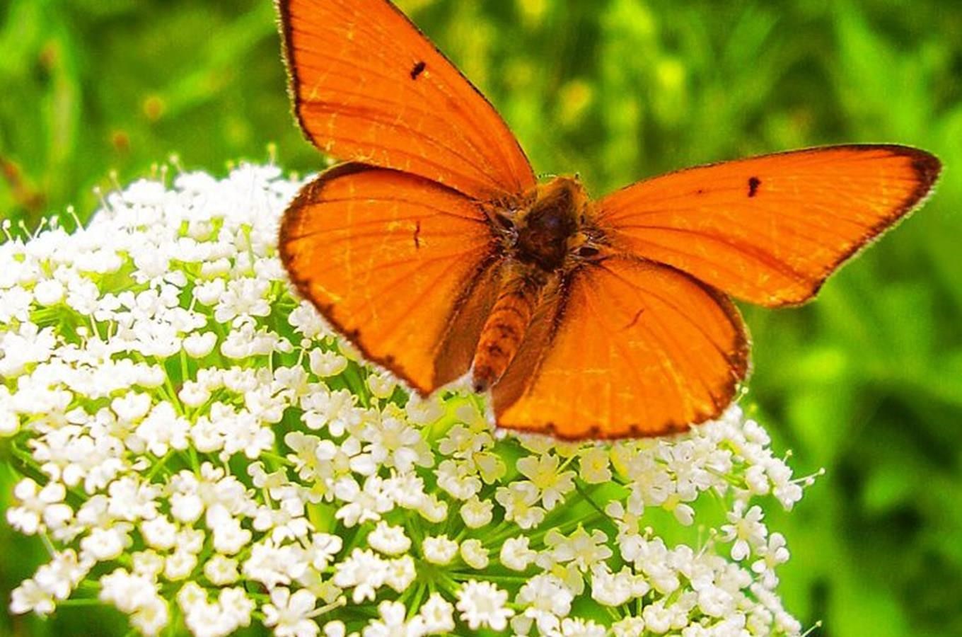 Motýlí dum není jen expozicí, ale skutecnou motýlí farmou