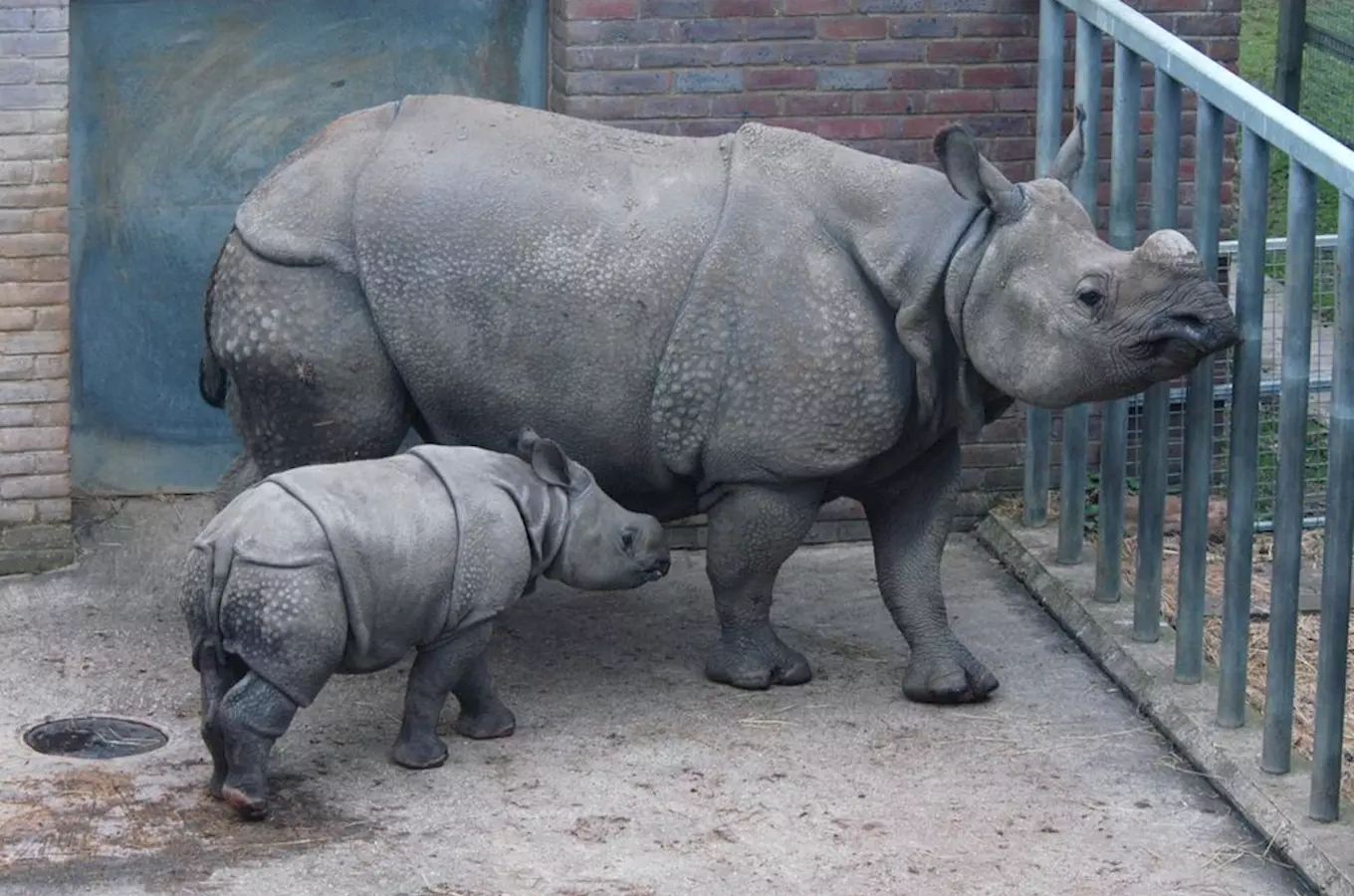 V plzeňské zoo se narodilo mládě nosorožce indického!