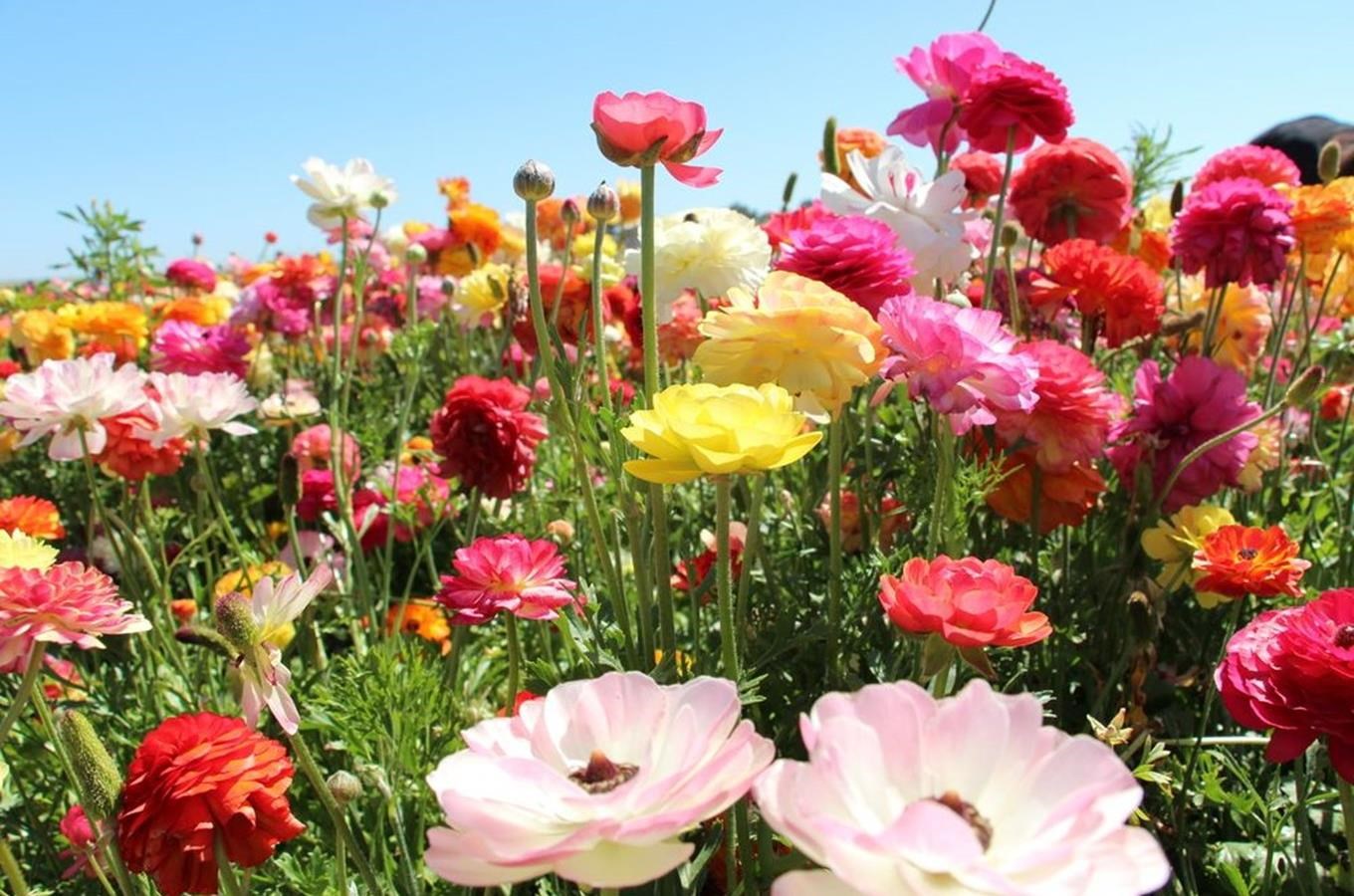 Růže, karafiáty a lilie: tipy na výstavy krásných letních květin