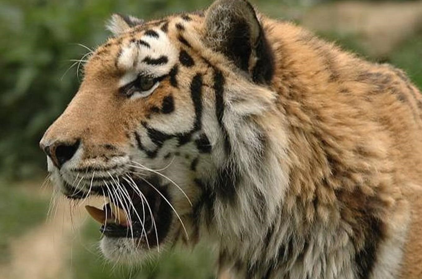 Do Zoo Jihlava se mužete vypravit na Den tygru, který letos pripadá na úterý 29. cervence