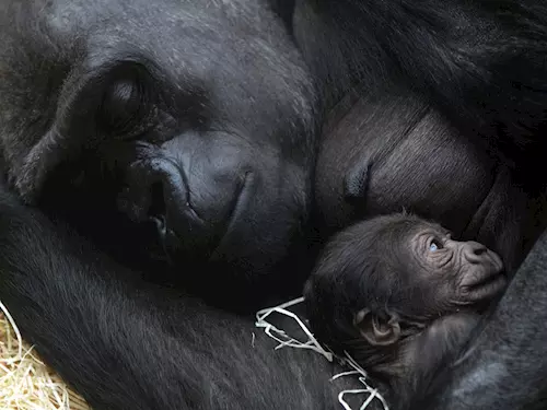 Ctvrté mláde gorilí samice Kijivu
