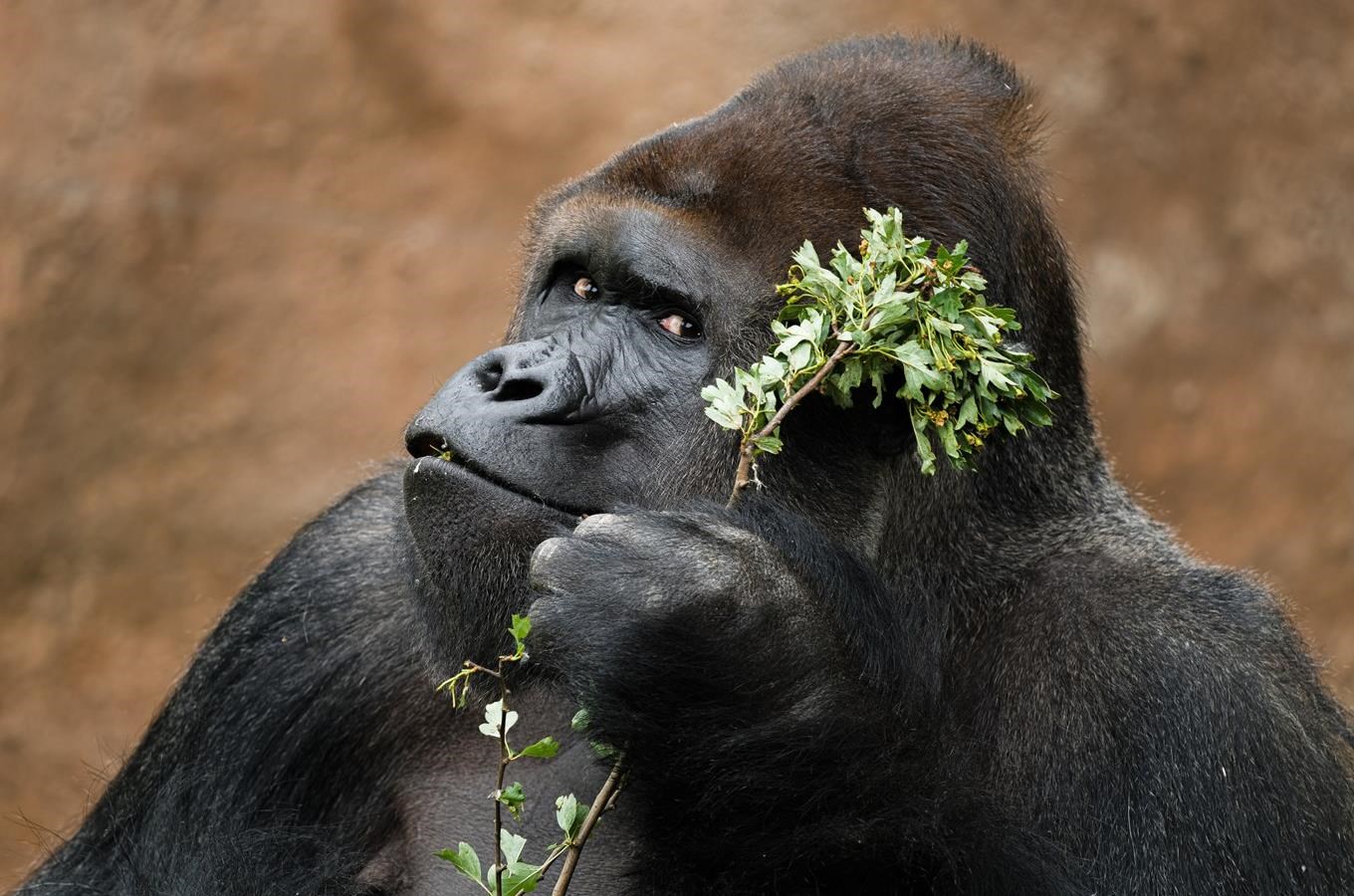 Otevření pavilonu goril v Zoo Praha