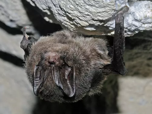 Netopýři v Chýnovské jeskyni – unikátní zimoviště netopýrů