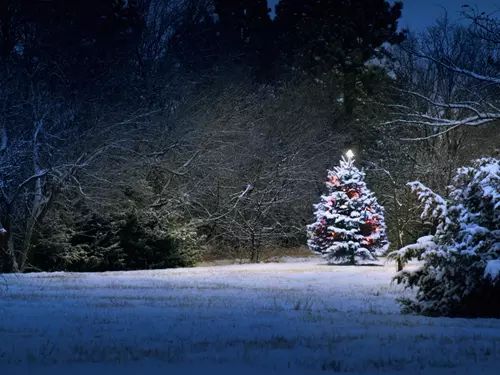 Sedm zajímavostí o vánočních stromech a stromečcích