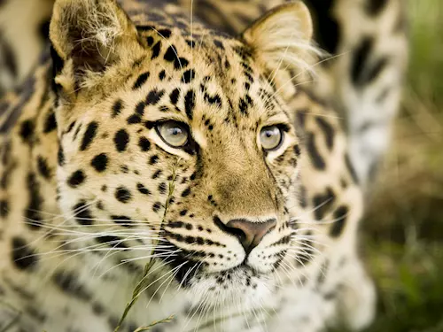 Zoo pocítá s vypuštením levhartu zpet do volné prírody