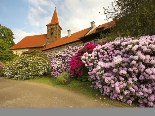 Unikátní sbírka rododendronů  – desítky kultivarů vyšlechtěných v Průhonickém parku