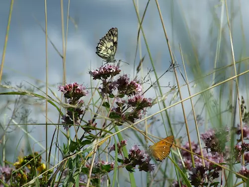 Mimo zvlášte chránených zvírat žije v Máchove kraji 700 druhu motýlu
