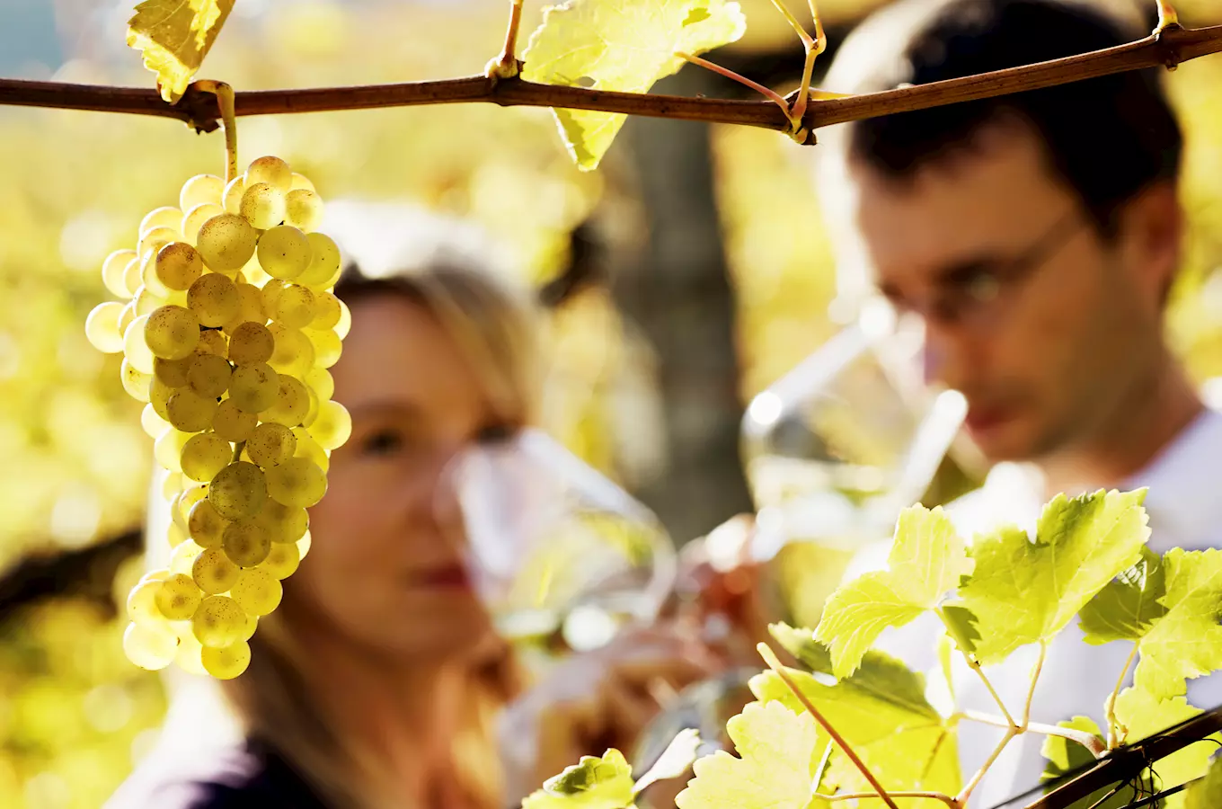 Ledové víno ovládne opět Lednici – světový den ledového vína v Lednicko-valtickém areálu