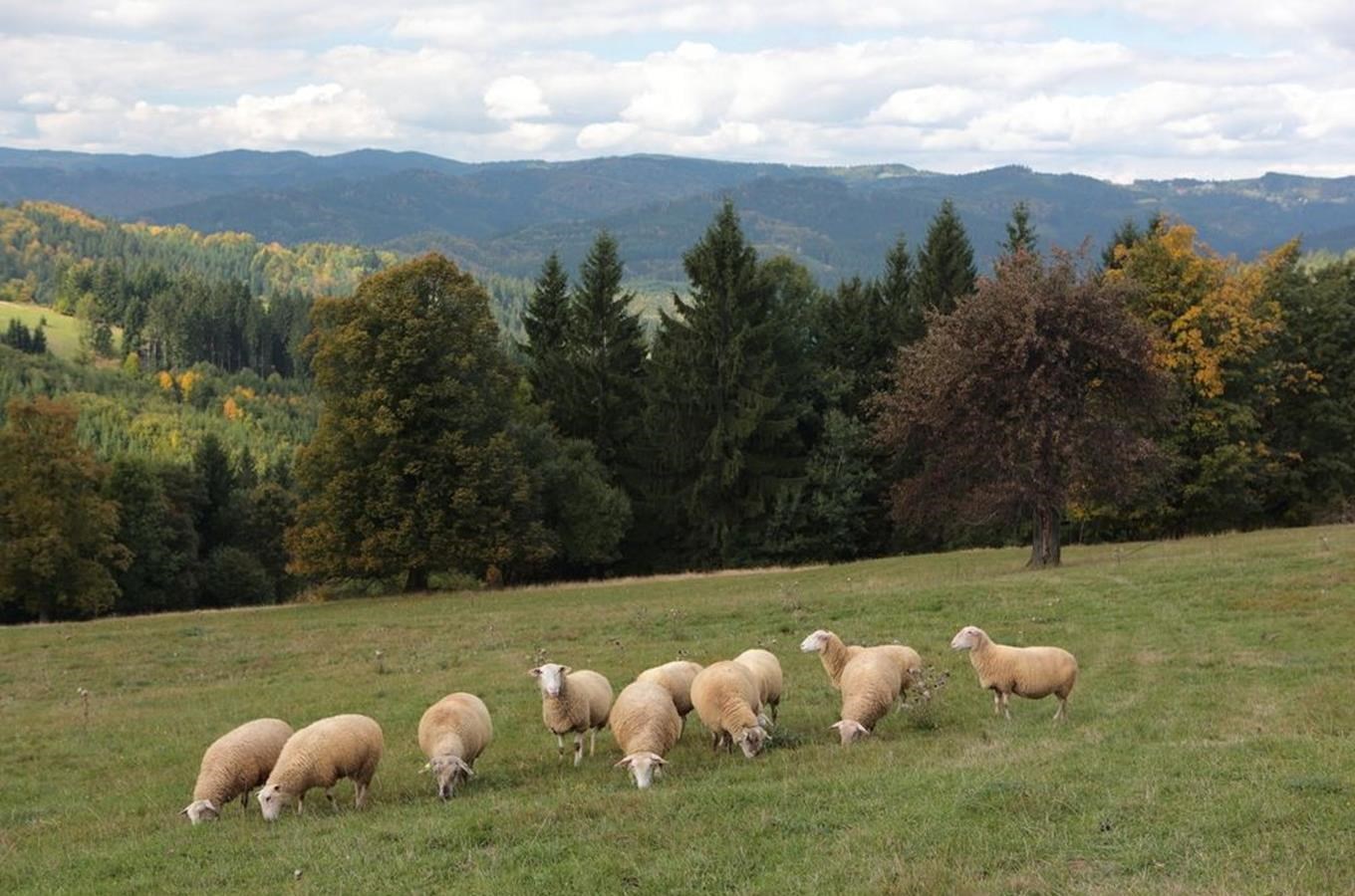 Pomník valašské ovci na Gruni