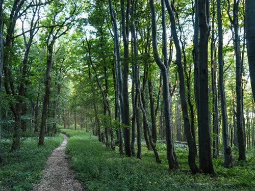#světovéČesko a přírodní rezervace na Velké Javořině: jak vzniká prales?