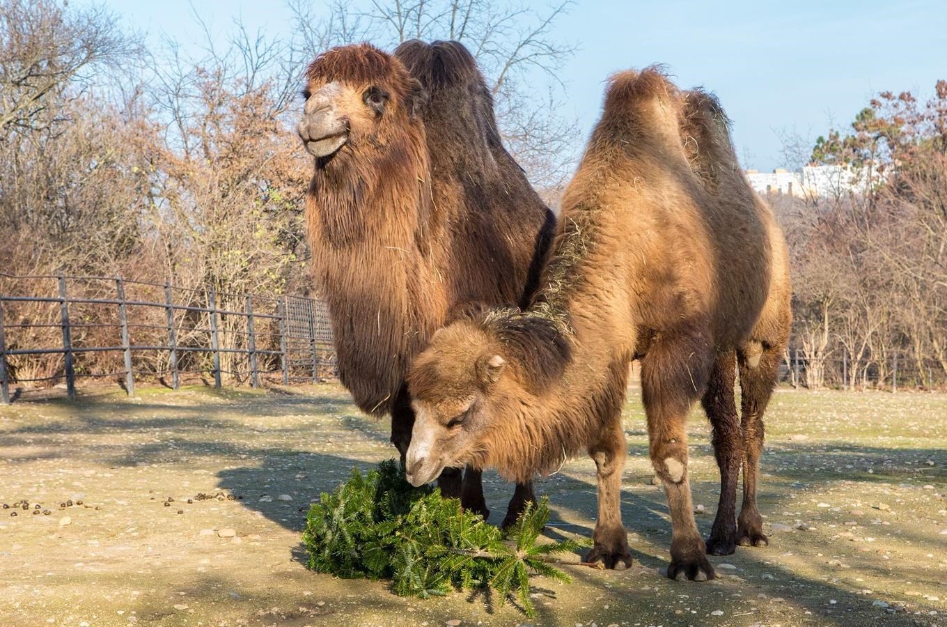 Zvířata z pražské Zoo si pochutnávají na větvích z vánočních stromků