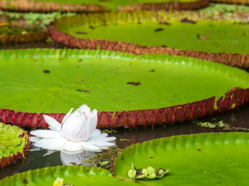 V liberecké botanické zahradě kvete nejmenší i největší leknín světa