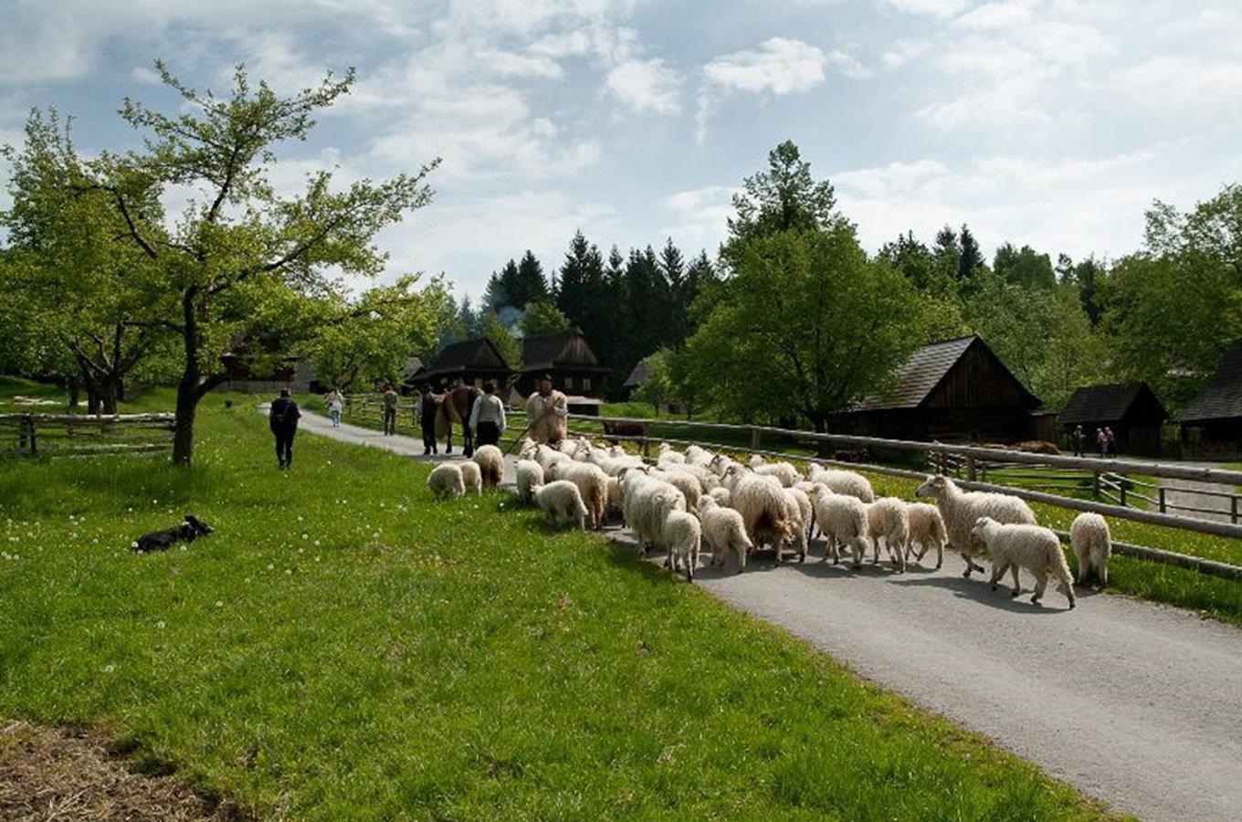 Vyhánění ovcí na pastviny a zážitky pro celou rodinu nabídne májový víkend ve skanzenu v Rožnově