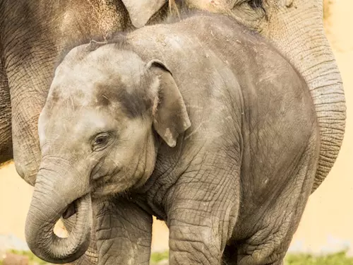 Den pro slony v Zoo Ostrava