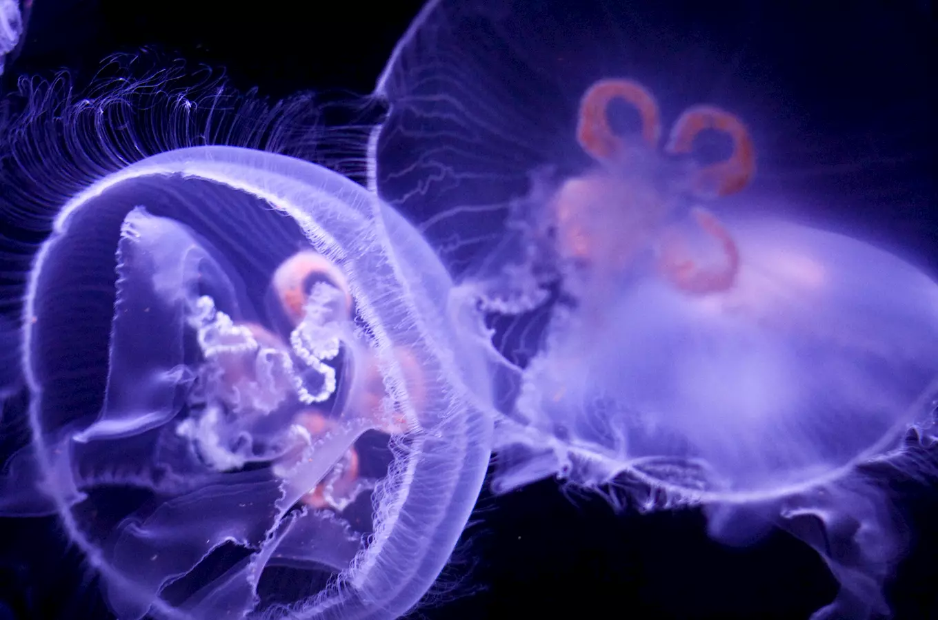 Mořský svět v Praze se pyšní vzácnými medúzami