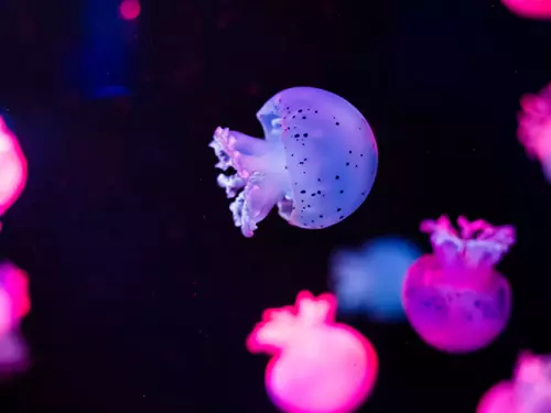 Expozice Medúzárium – medúzy v Zooparku Chomutov