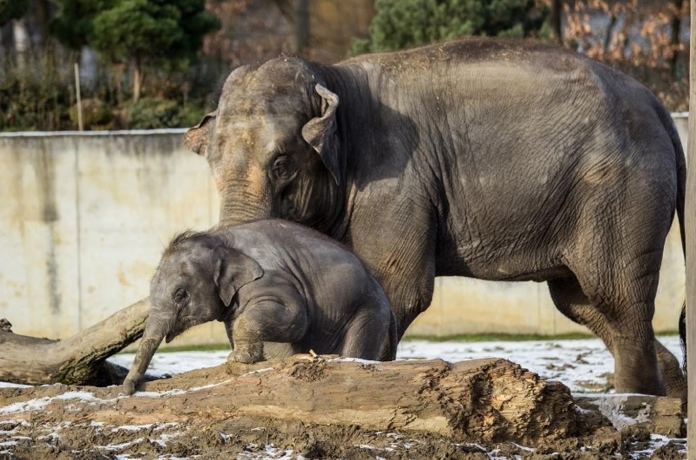 Malá sloní samicka z ostravské zoo oslavila první narozeniny