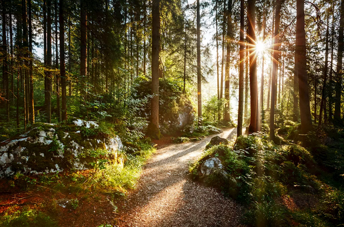 I lesy mají své dny – oslavte Mezinárodní den lesů pěknou procházkou