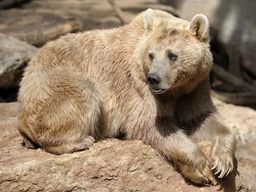 Medved svoji nadílku vychutnal ve vnitrní ubikaci