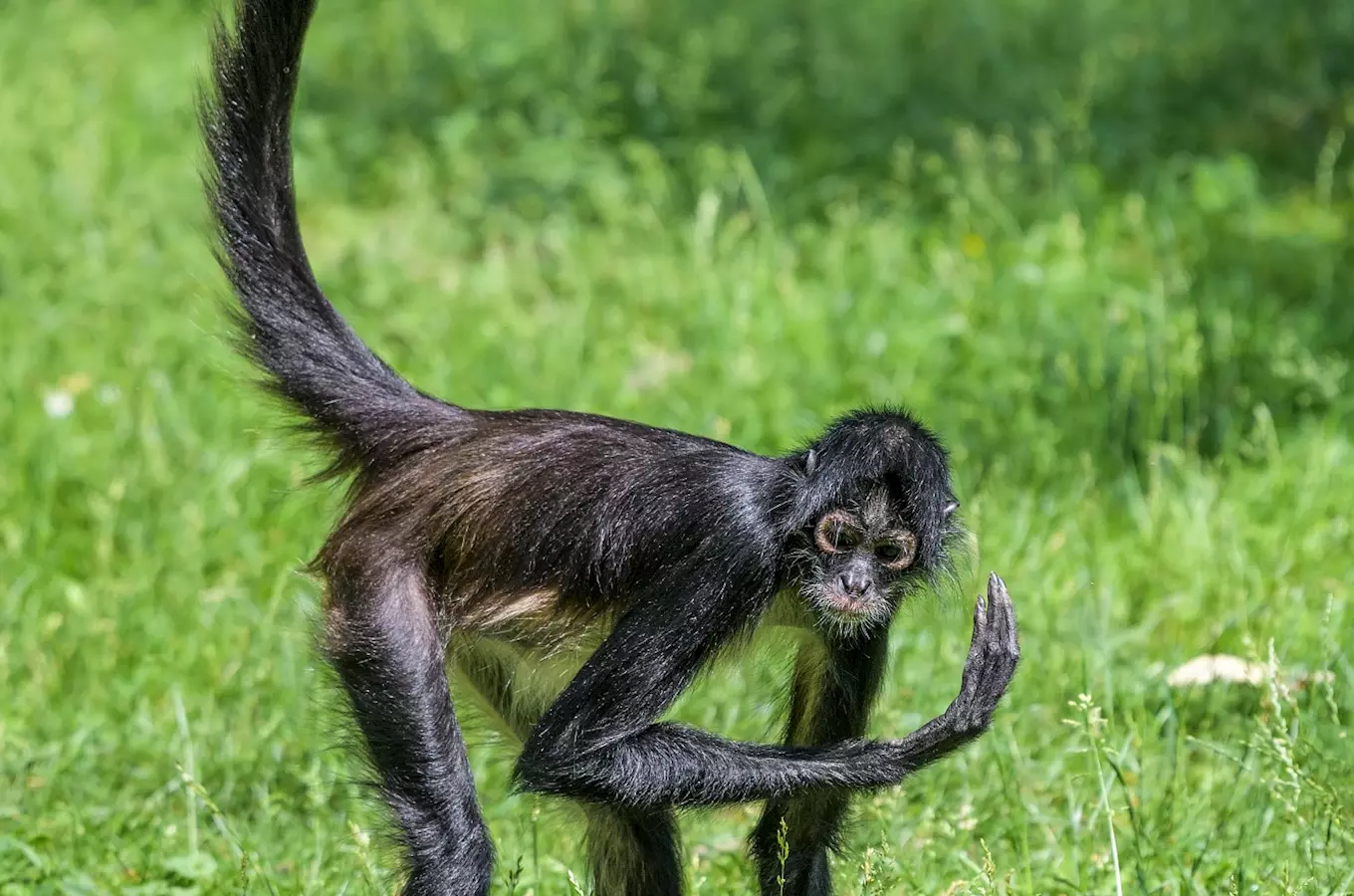 Zoo Děčín představí nově skupinu kriticky ohrožených primátů