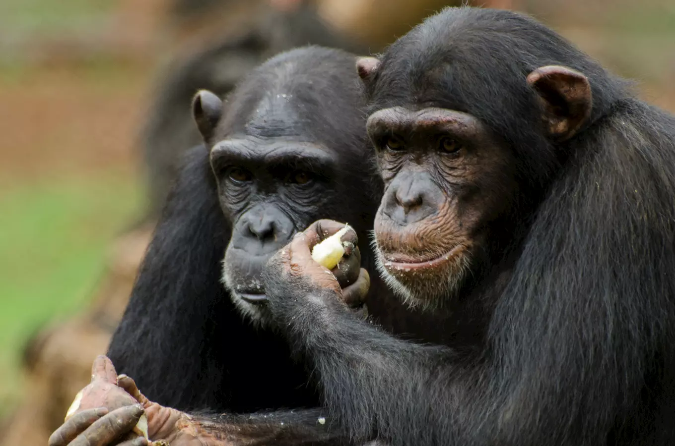 Nové šimpanzí samičky se v zoo Ostrava úspěšně zabydlují