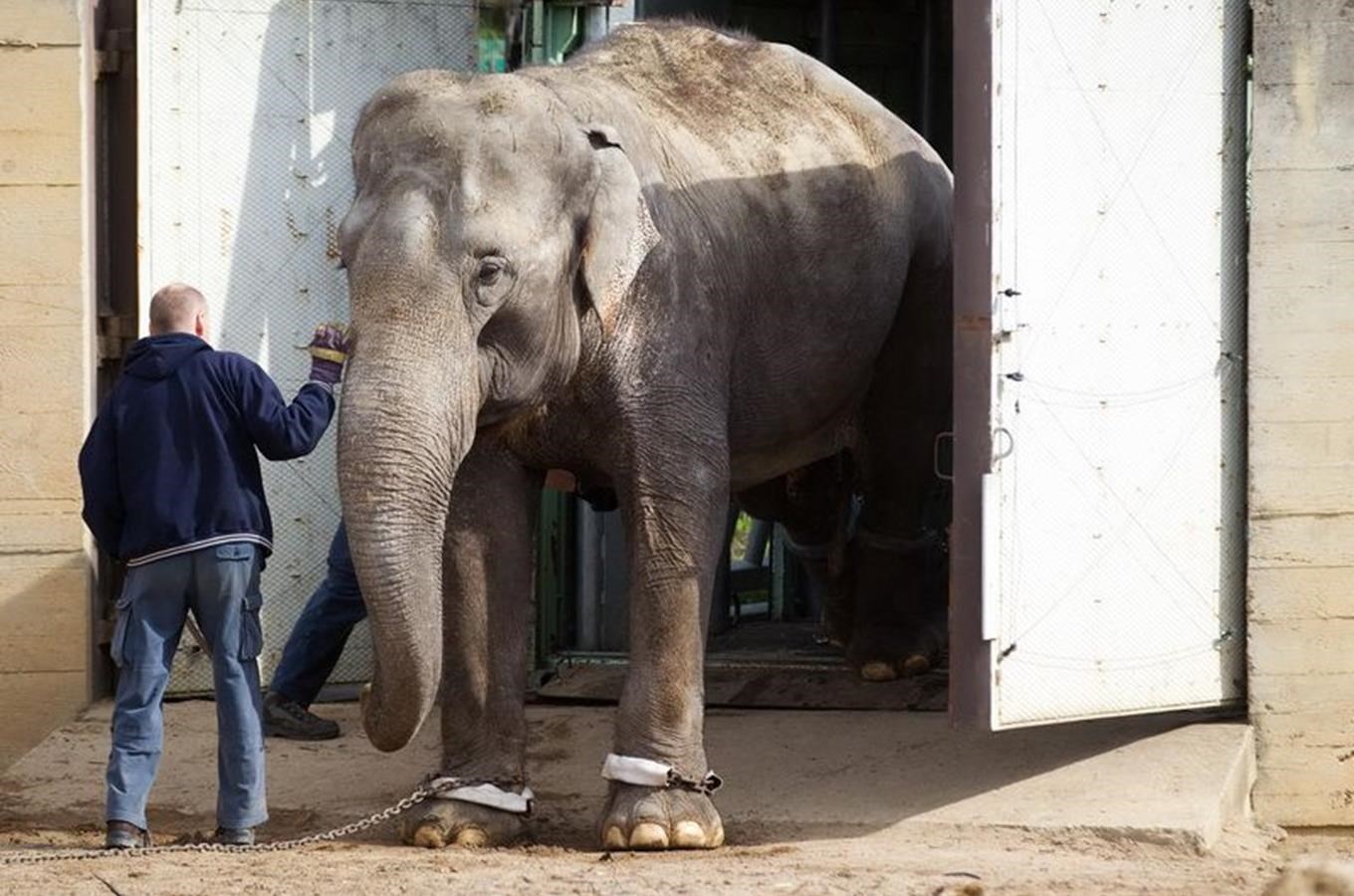Pražští sloni se přestěhovali do nového slonince