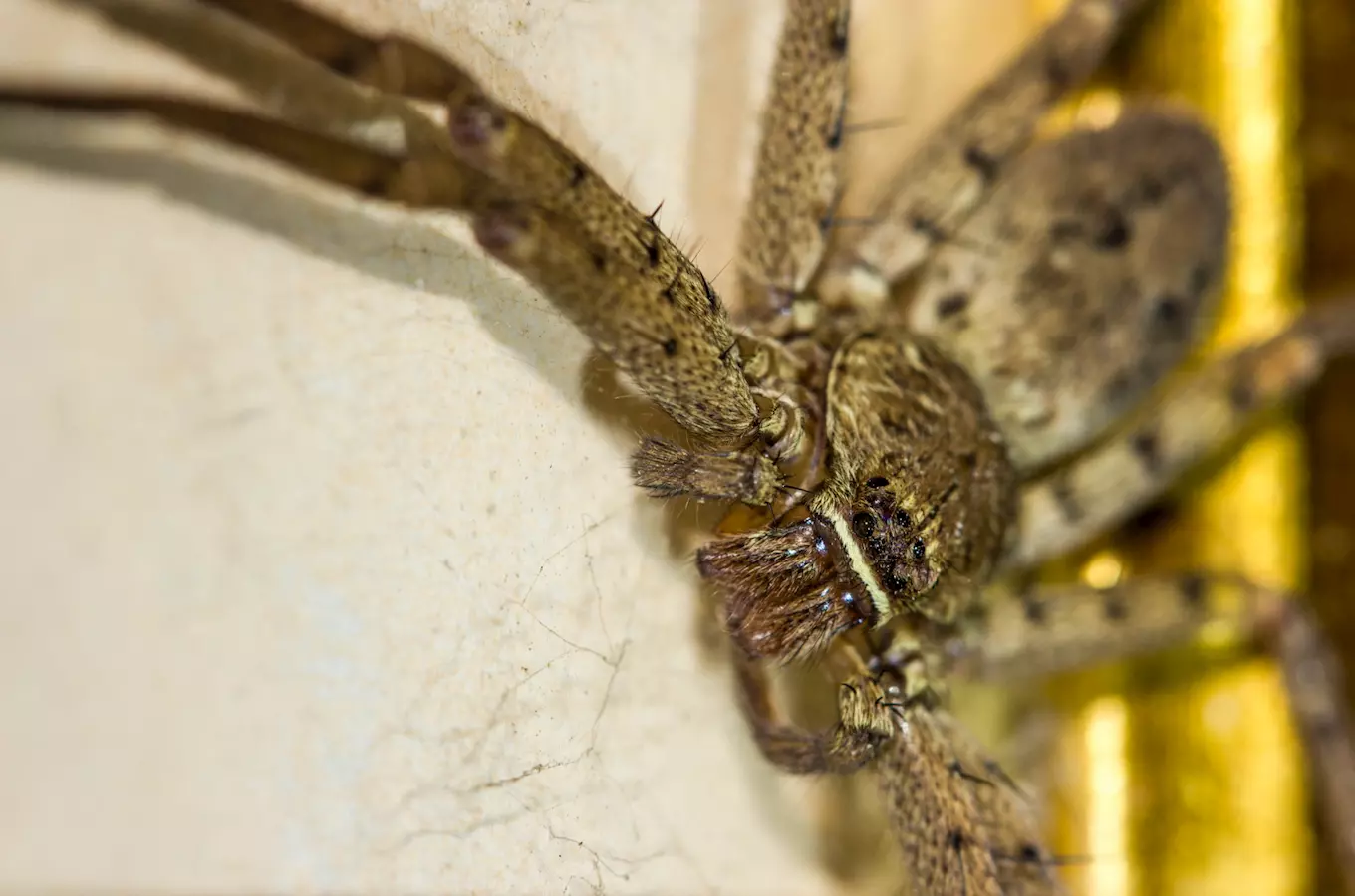 V Zoo ve Dvoře Králové nad Labem pobíhají volně expozicí pavouci