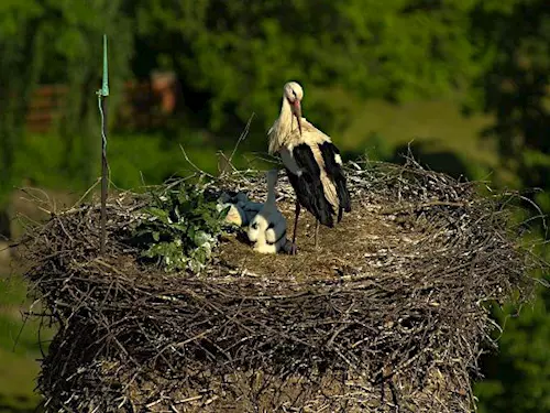 Nejstarší čapí hnízdo ve střední Evropě v Jablonném v Podještědí